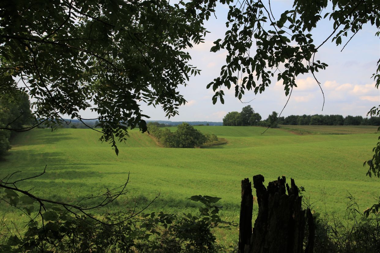 Fields through Trees