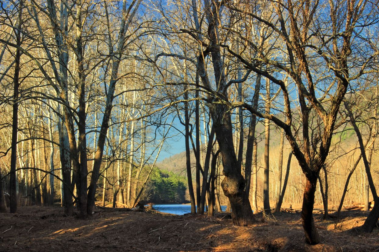 Floodplain forest along Pine Creek