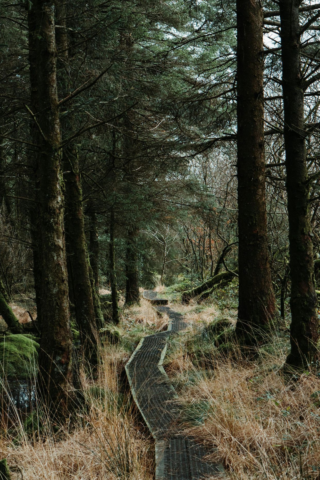 Ballinastoe Woods