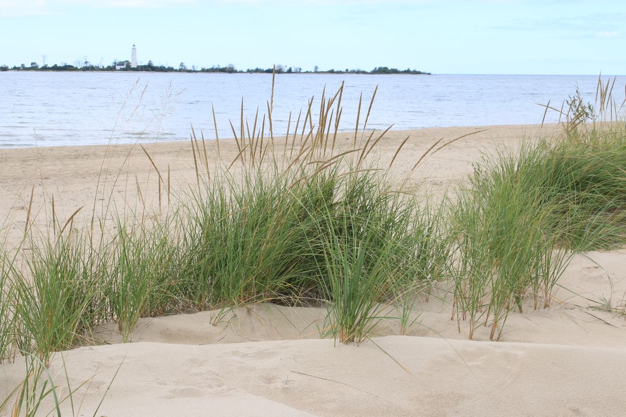 Southampton Sand Dunes and Grasses