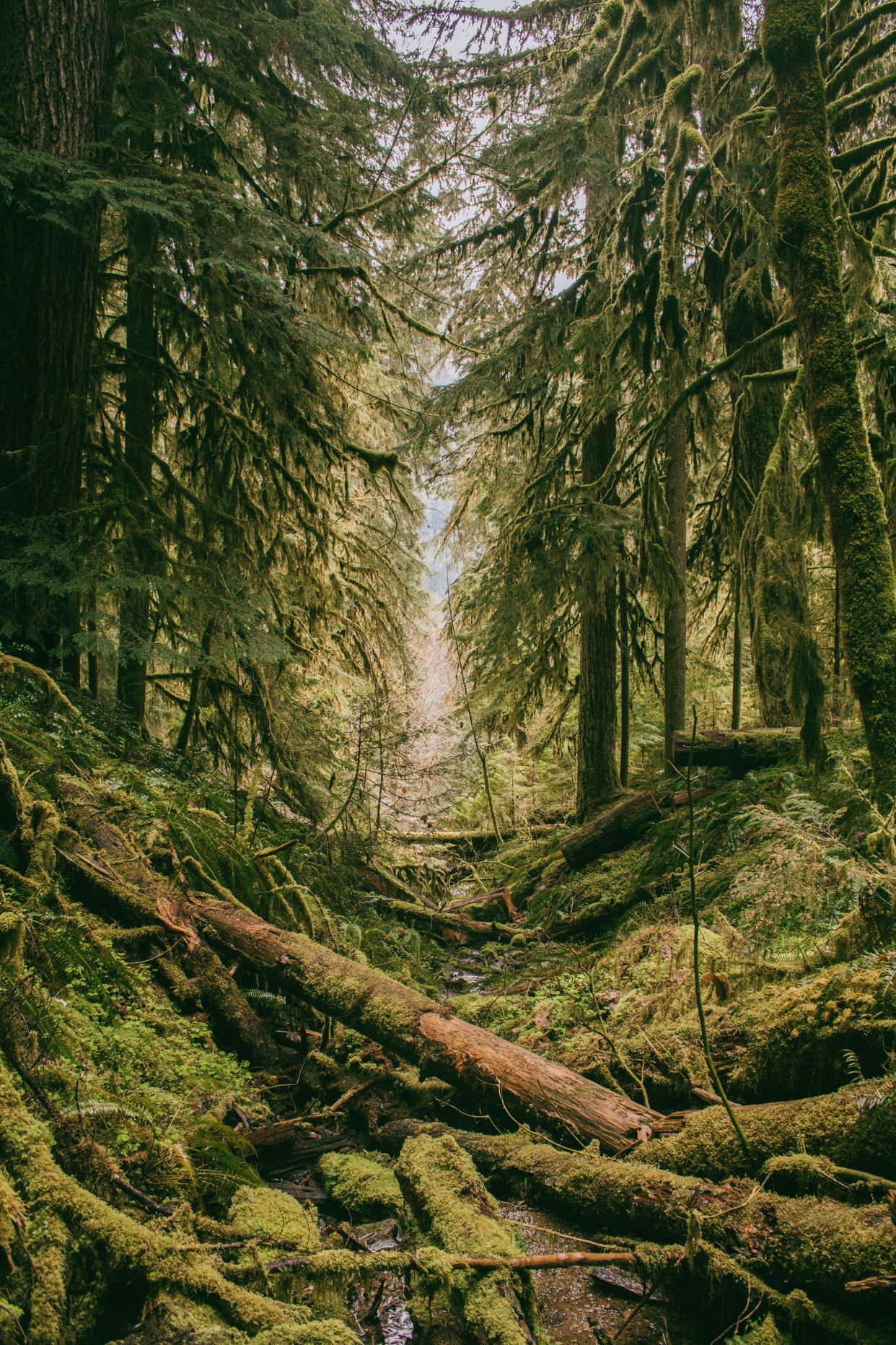 Terwilliger (Cougar) Hot Springs Trail