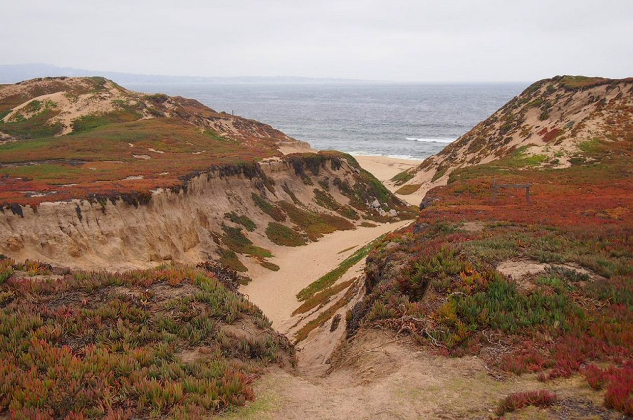 Ford Ord Dunes State Park View
