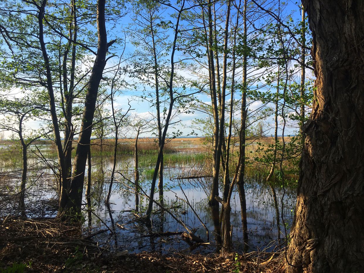 Long Point Marshes