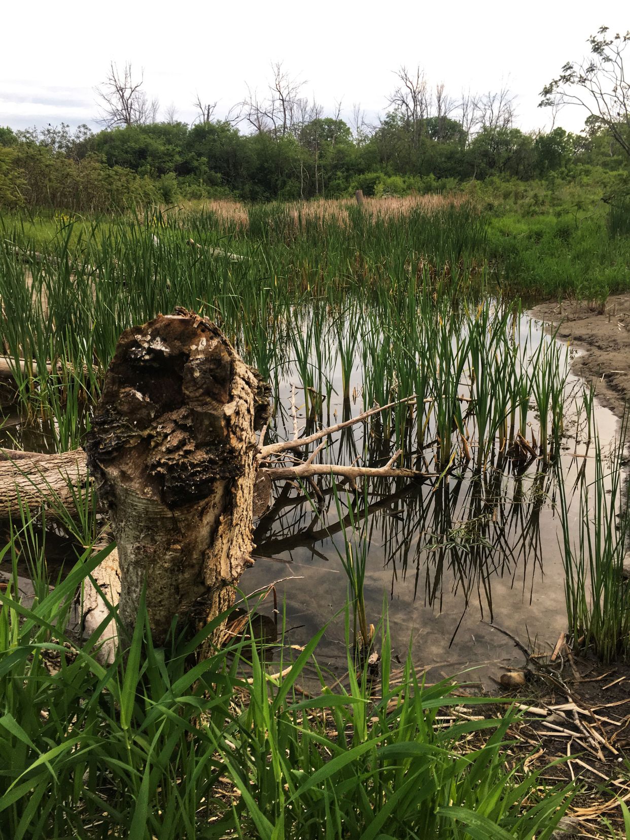 Little Marsh