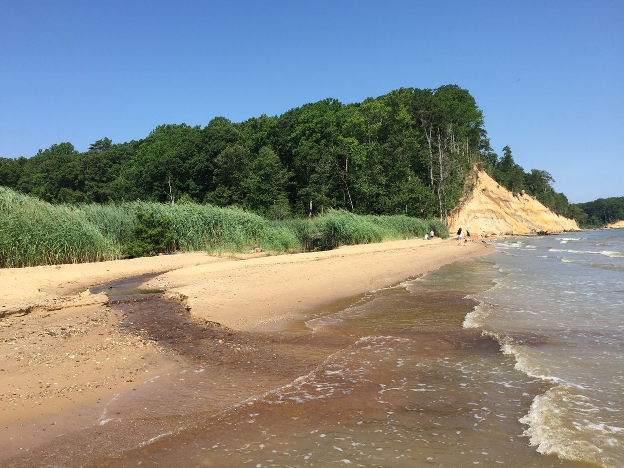 Calvert Cliffs State Park