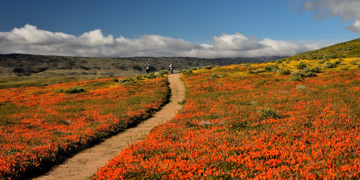 Antelope Valley Poppy Reserve