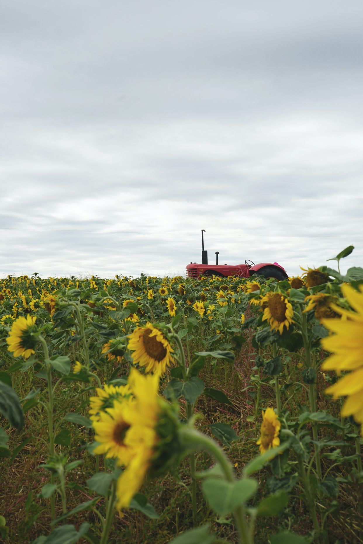 Calgary Farmyard