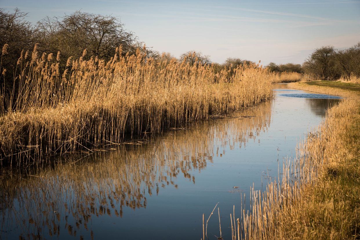 National Trust - Wicken Fen Nature Reserve