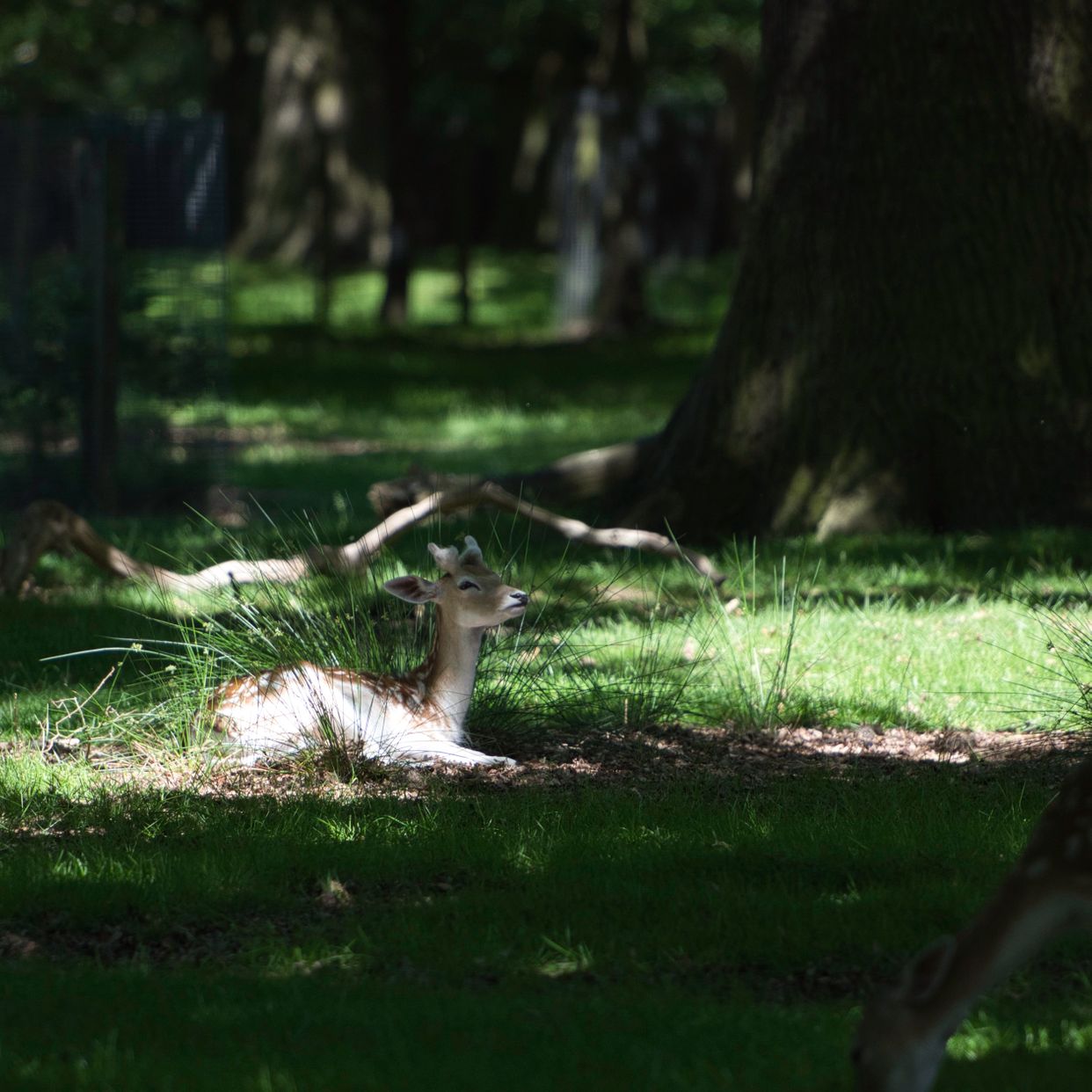Lyme Park