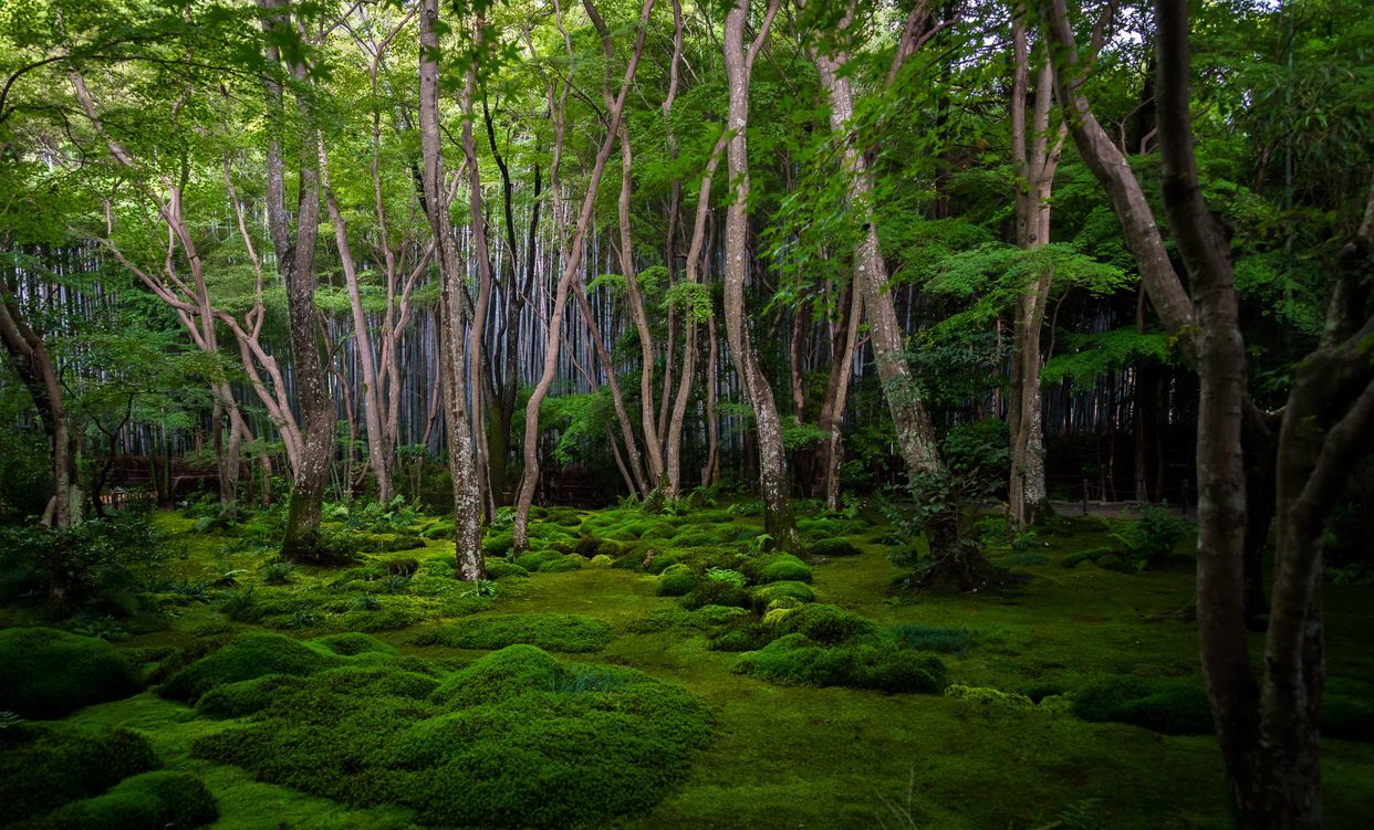 Saiho-ji Temple Moss Gardens