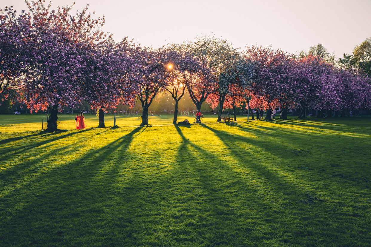 The Meadows