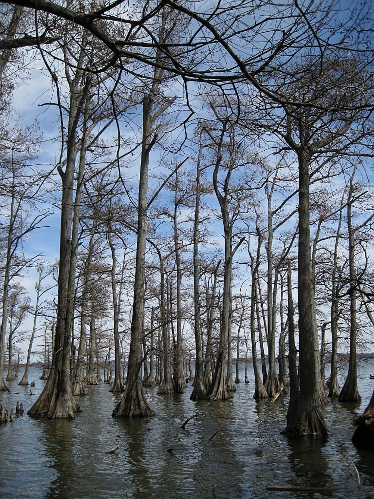 Reelfoot Lake State Park Cypress Boardwalk