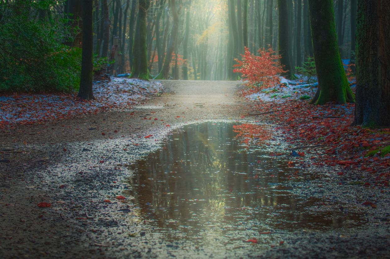 Speulderbos Forest Reserve