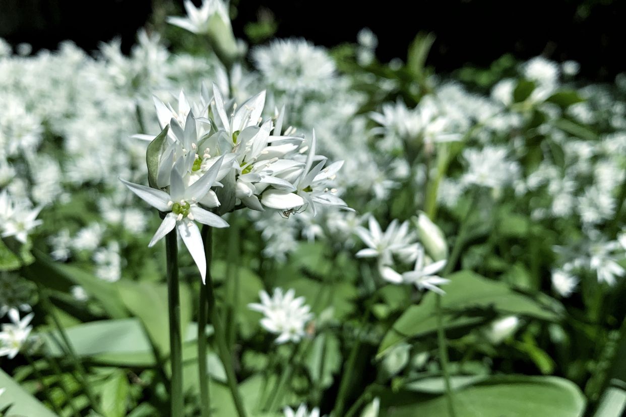 Munkängarna Wild Garlic Forest