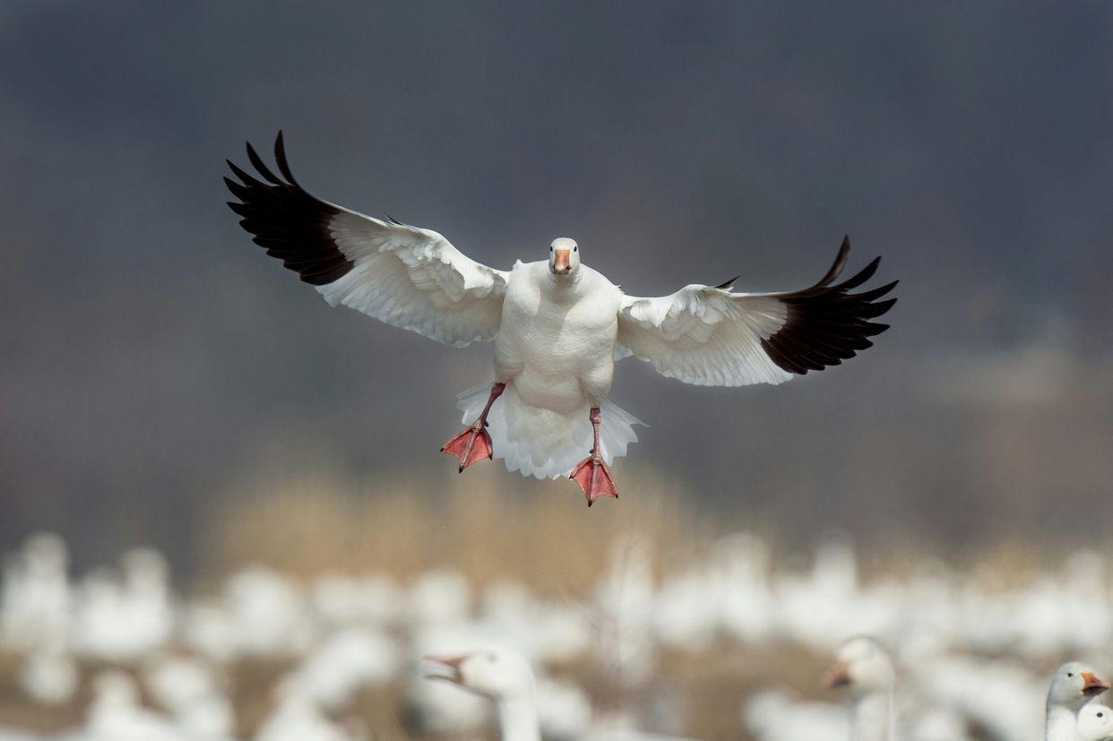 Loess Bluffs National Wildlife Refuge