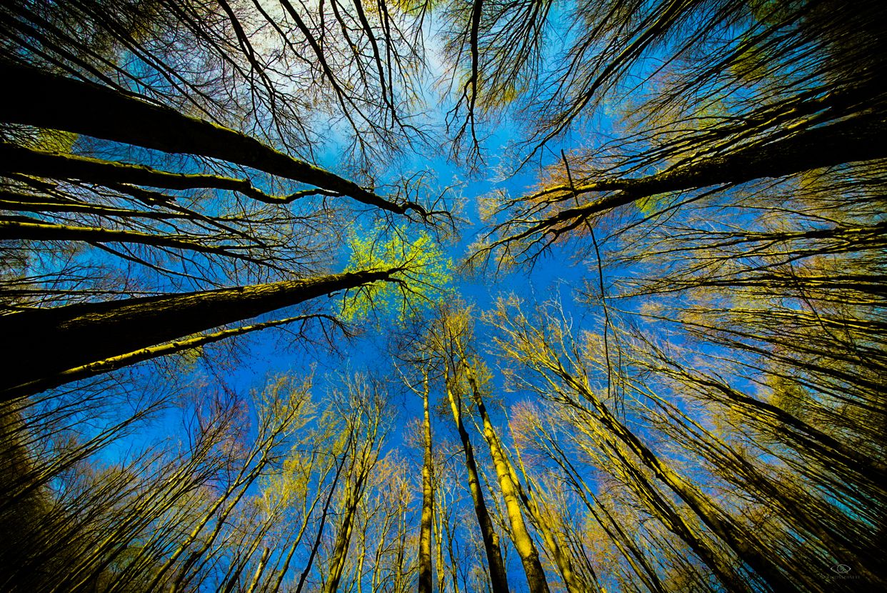 Bole Woods
