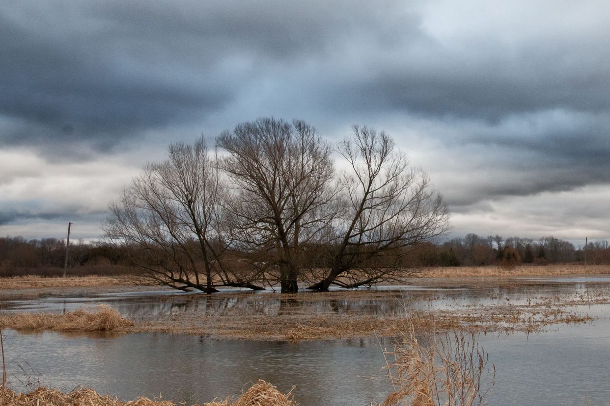  Lone Tree 