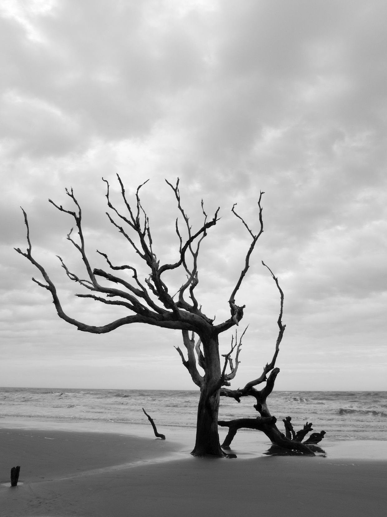 Boneyard Beach (Bulls Island)