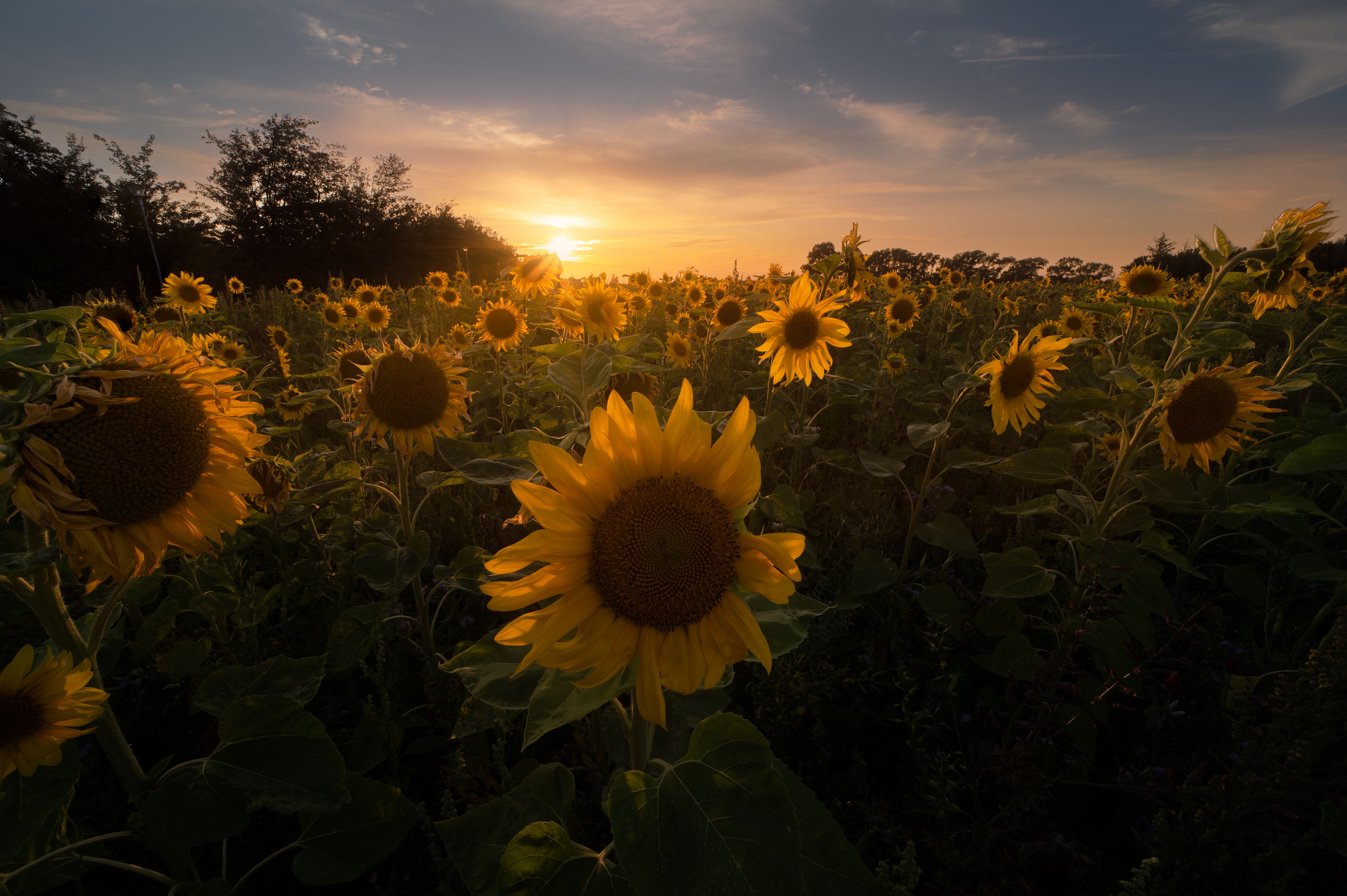 Bindernæsvej Sunflowers — Photo by @endstraphoto