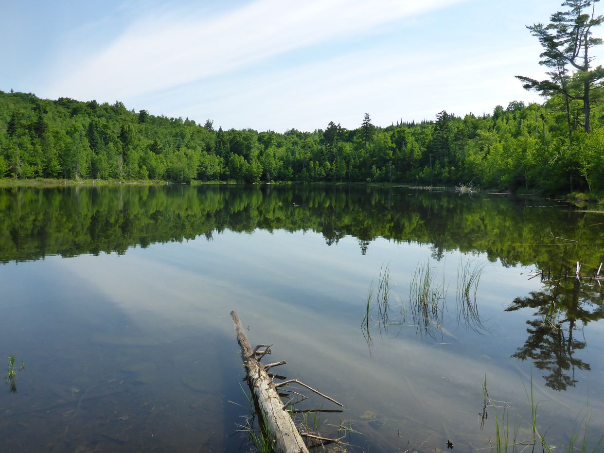 Harris Pond 