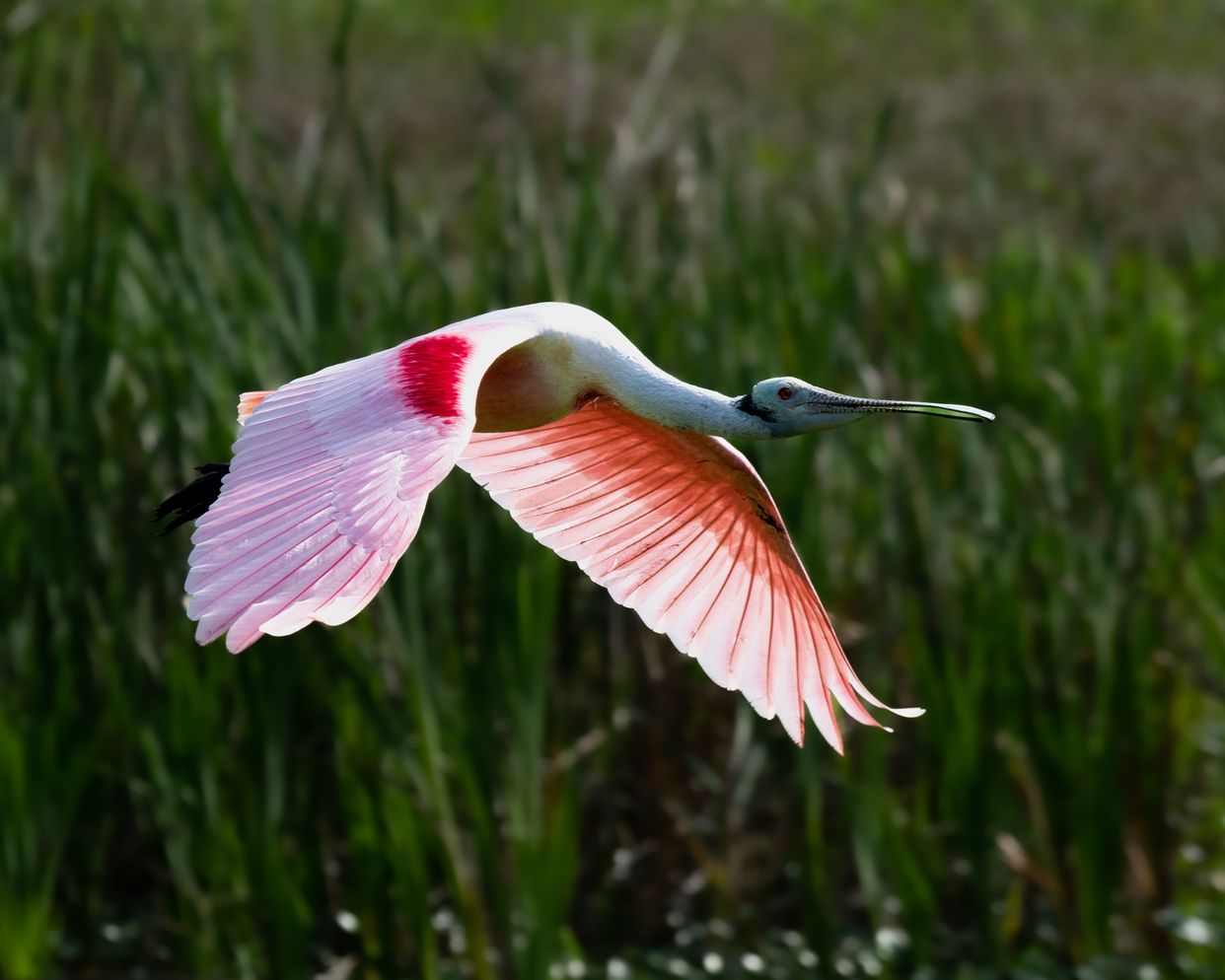Orlando Wetlands Park