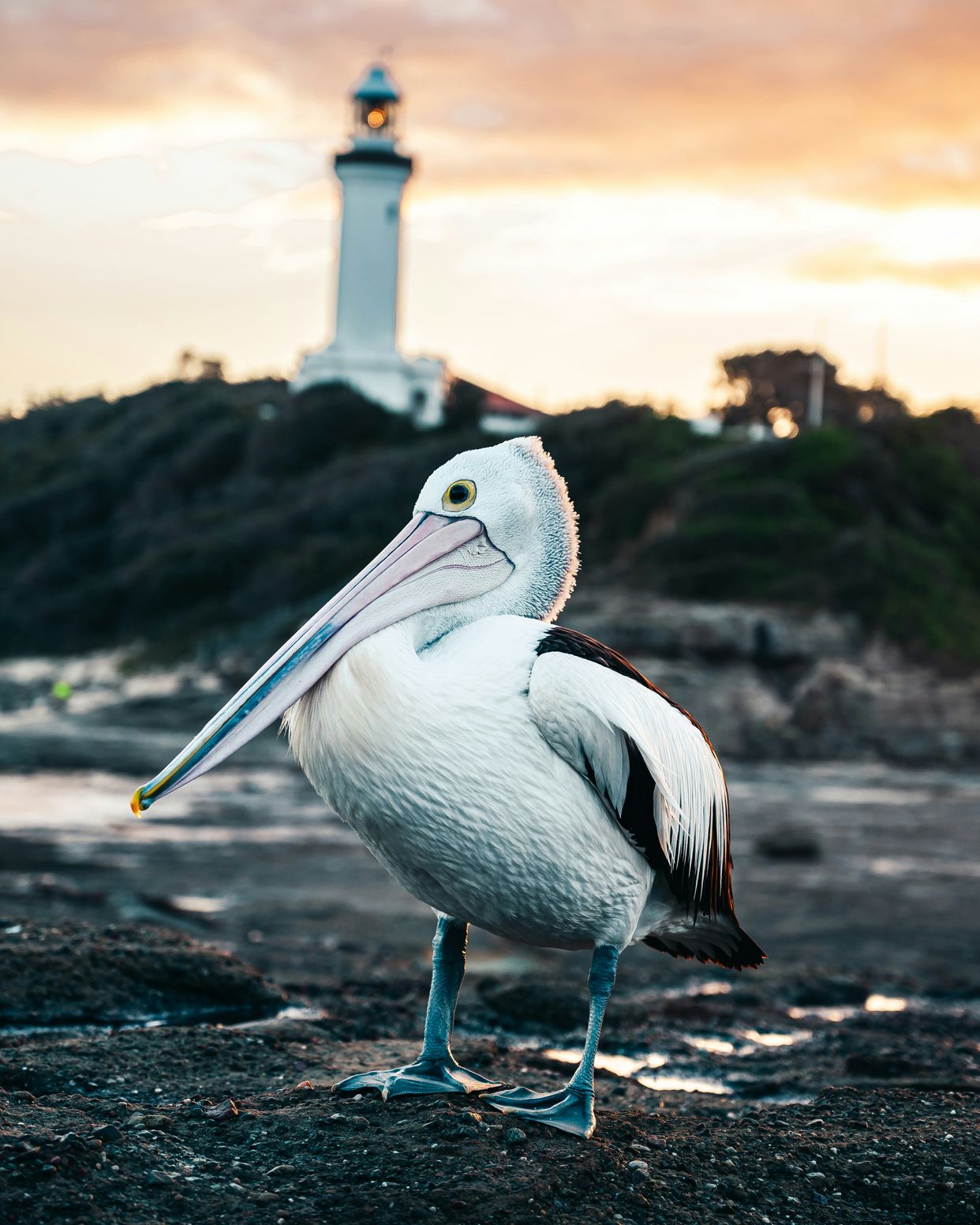 Lighthouse Beach