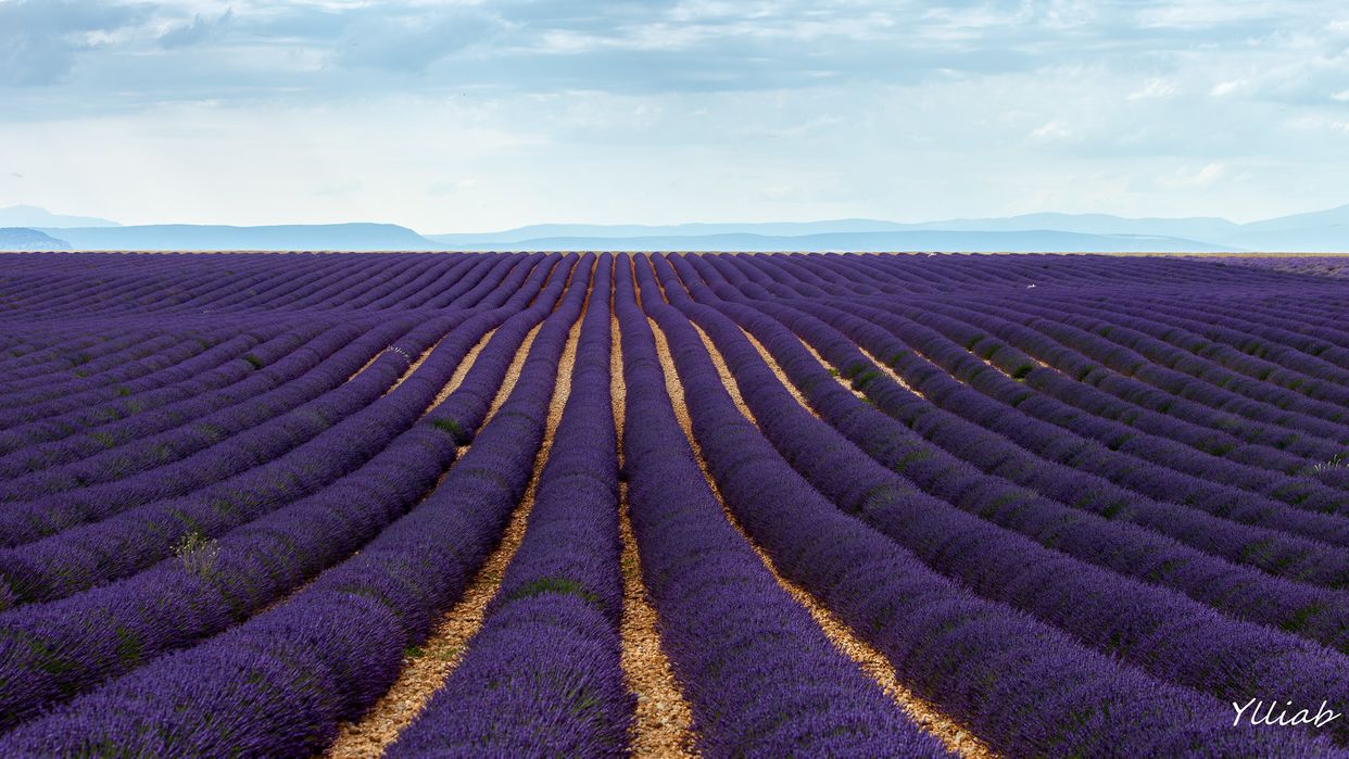 Plateau De Valensole