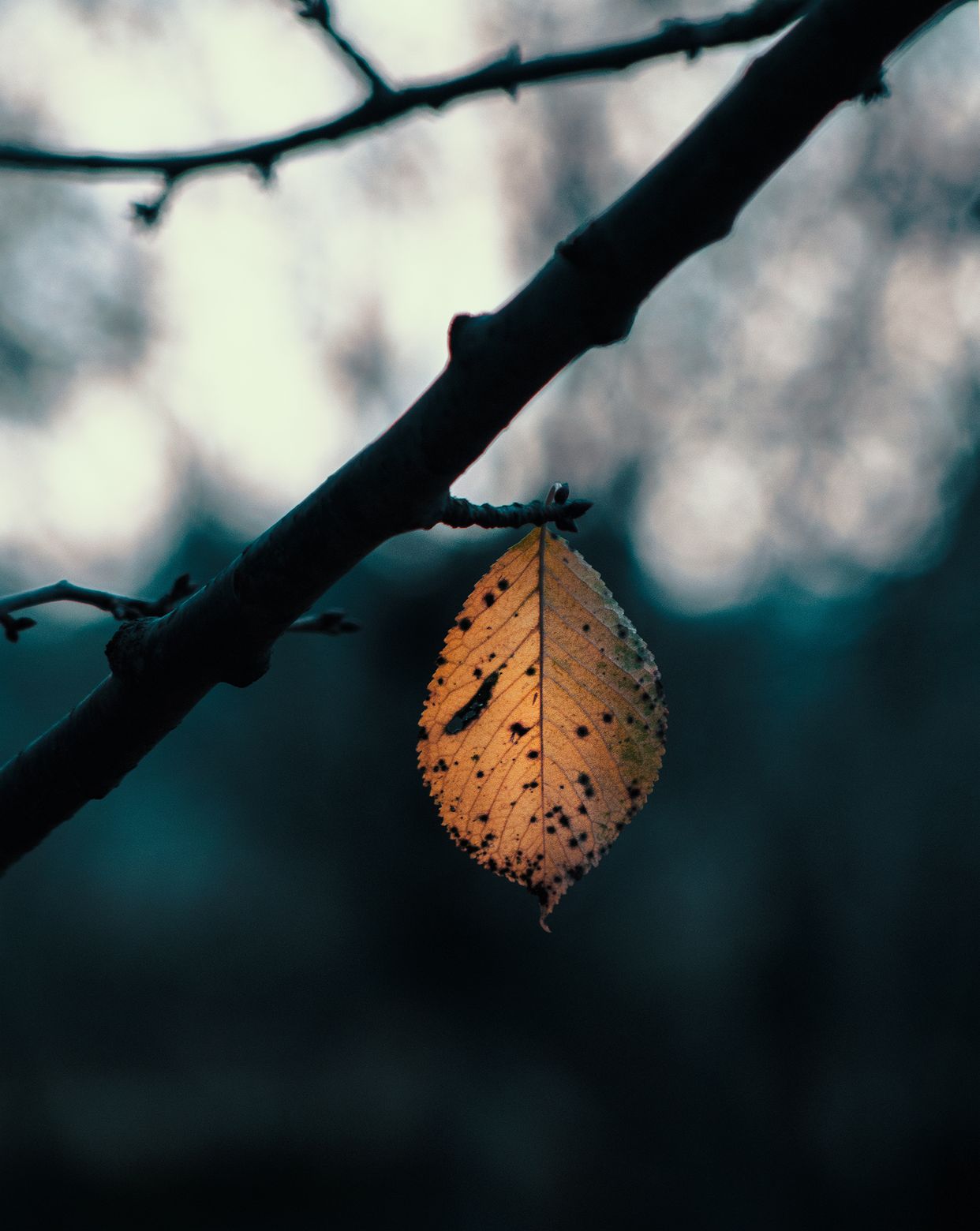 Cherry Orchard