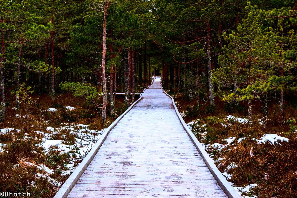 Viru Bog Hiking Trail