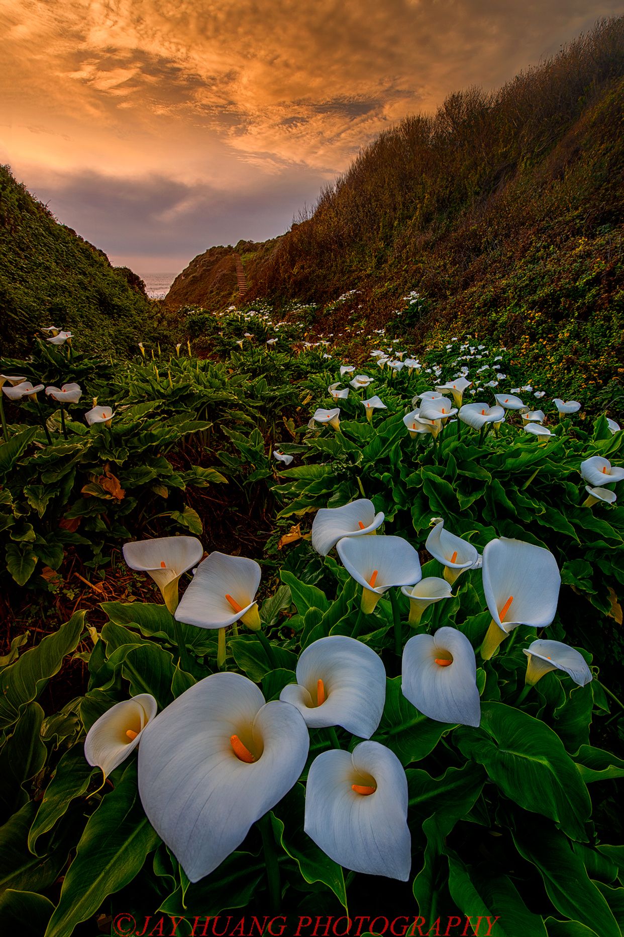 Calla Lily Valley
