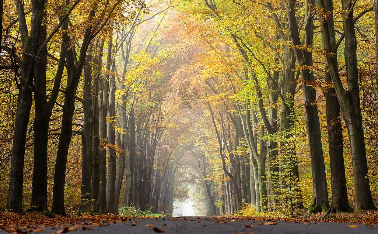 Tree Lined Road