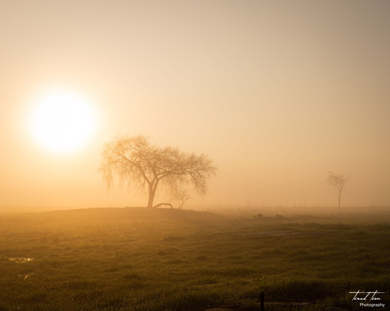 Lone Tree
