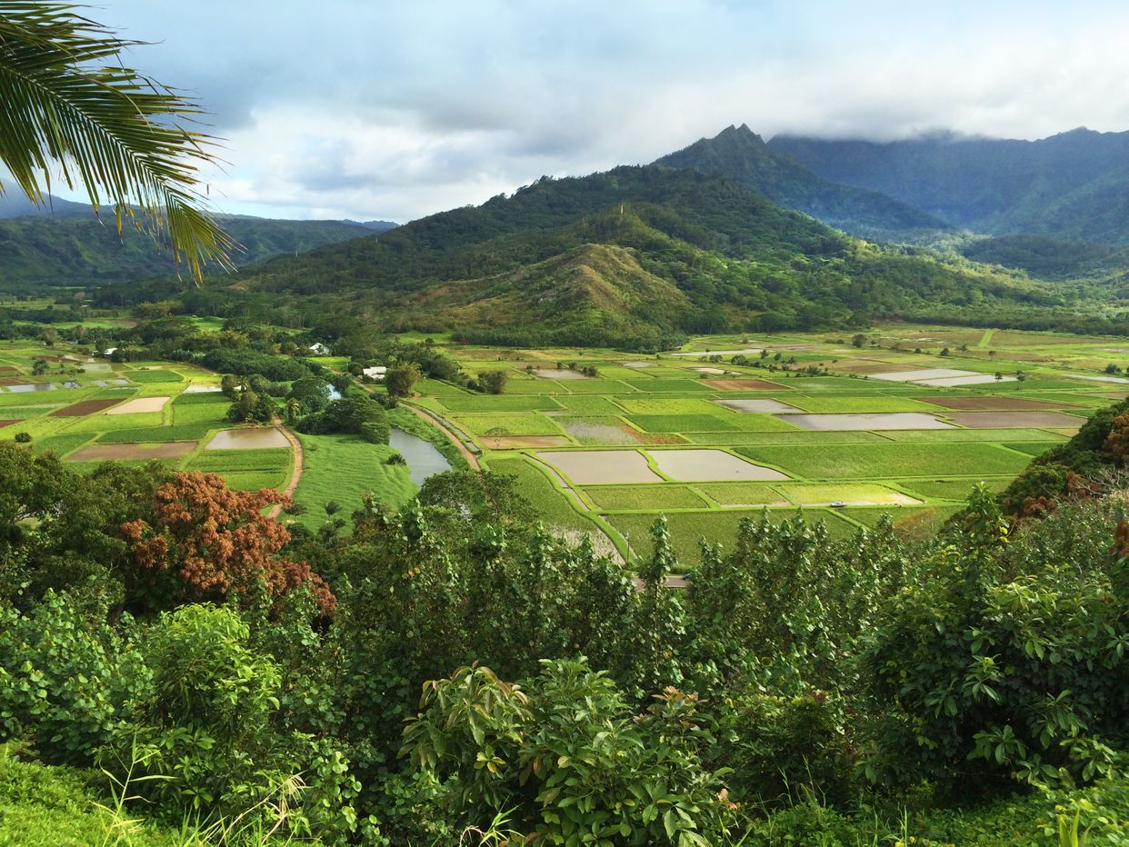 Hanalei Valley Lookout