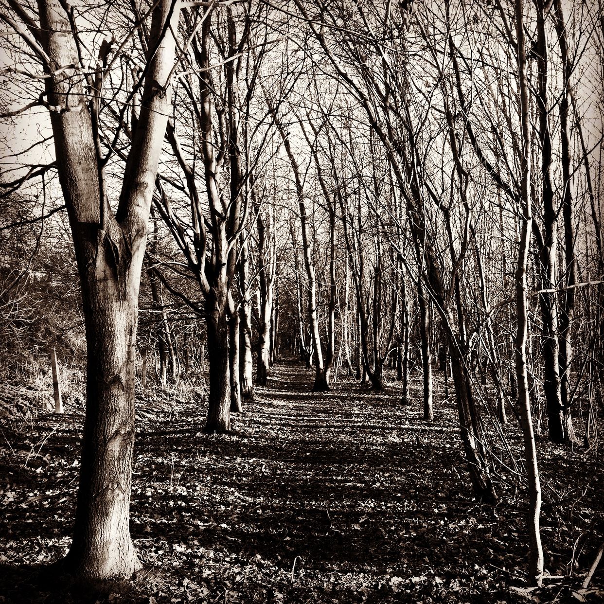 Cymbeline Woods