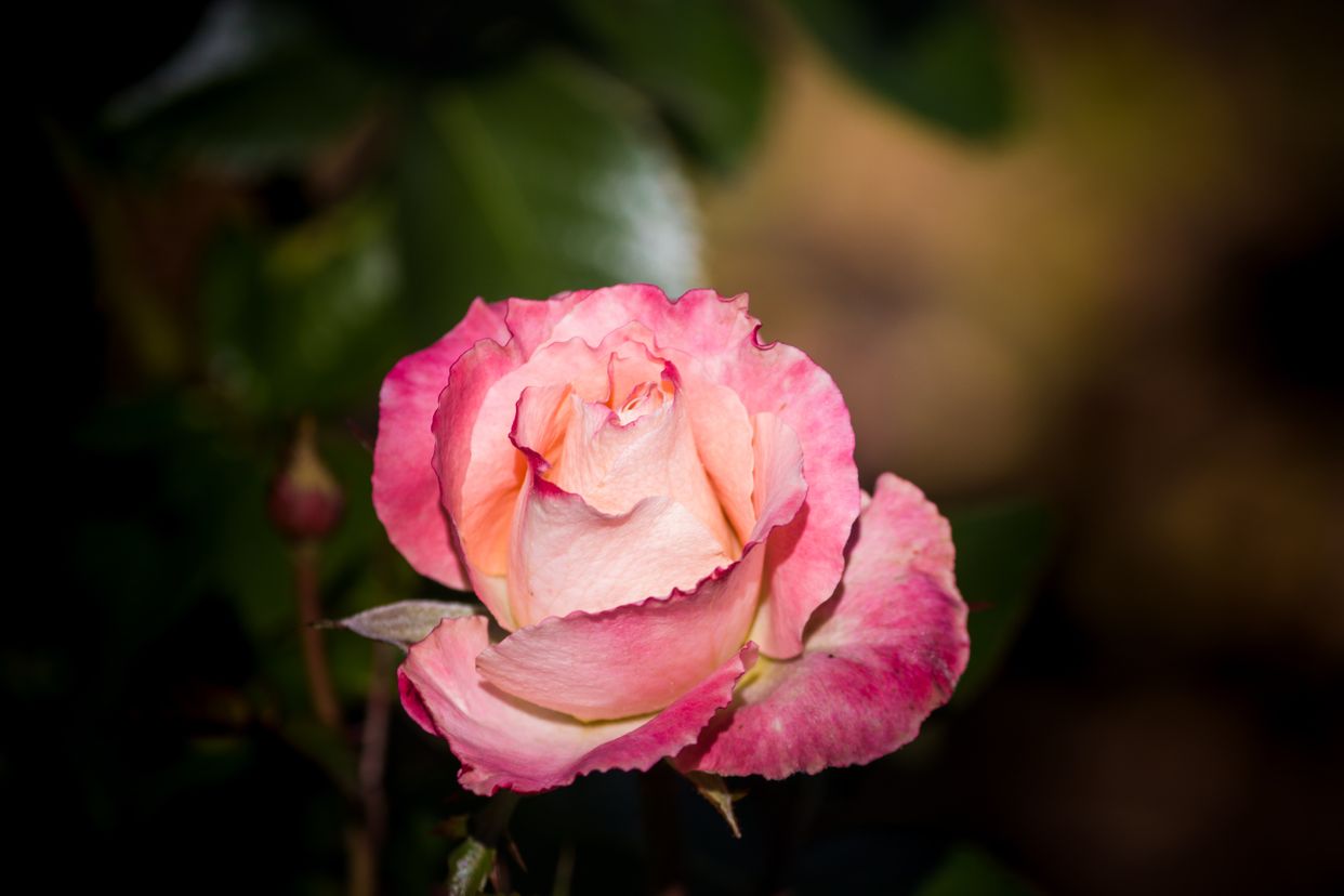 Lauritzen Gardens