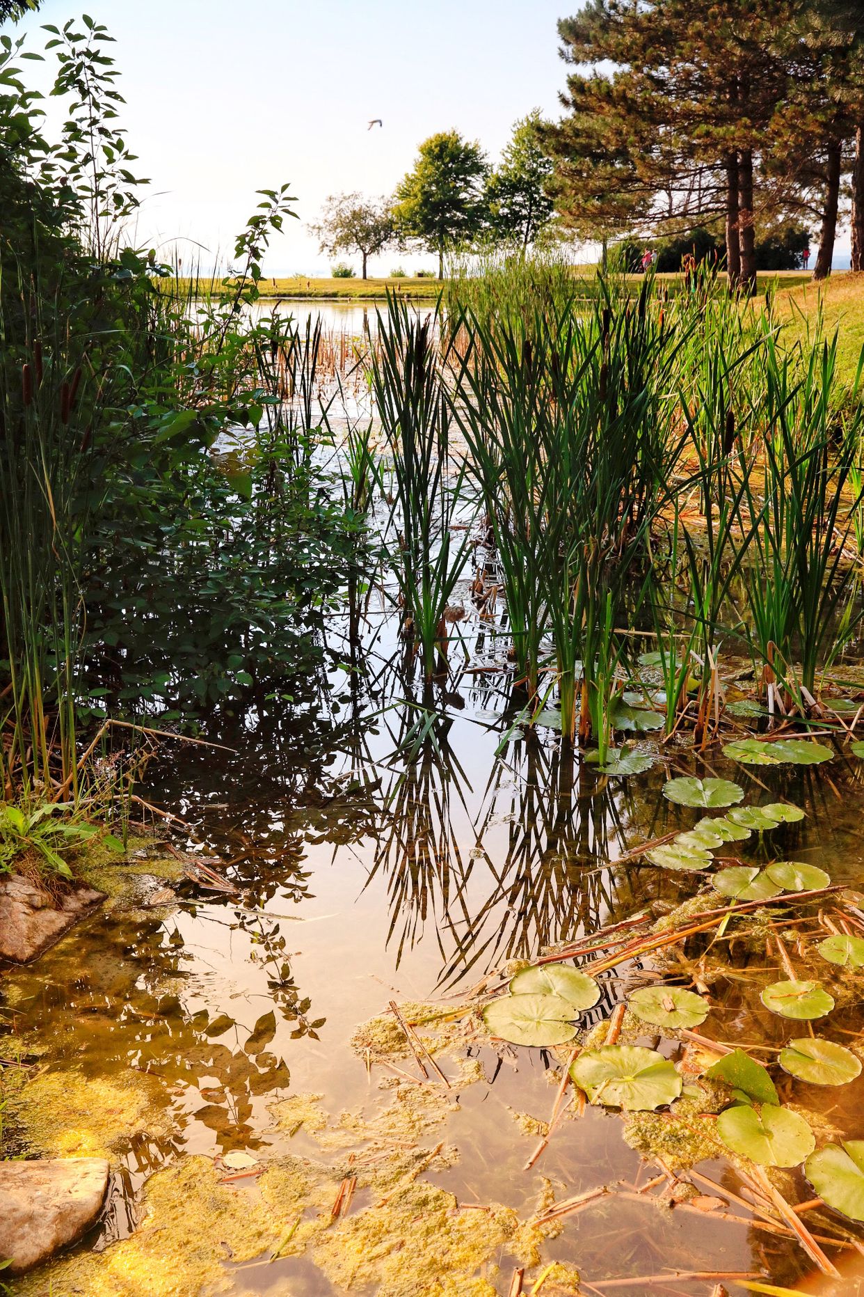Andrew Haydon Park