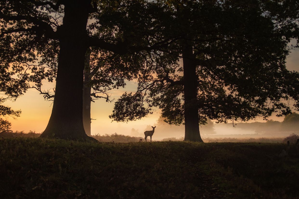 Richmond Park