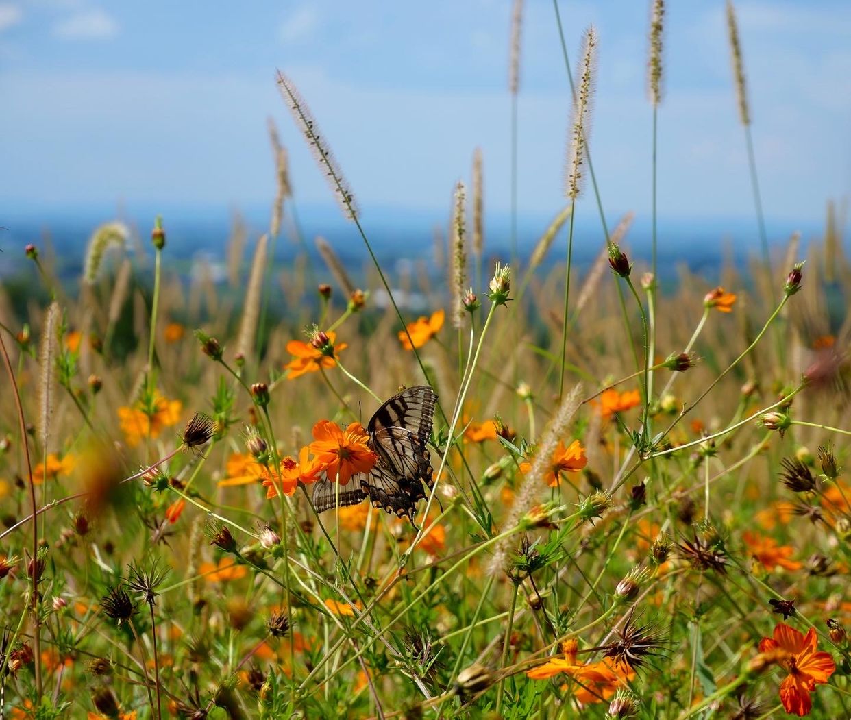 Wildflower Lookout