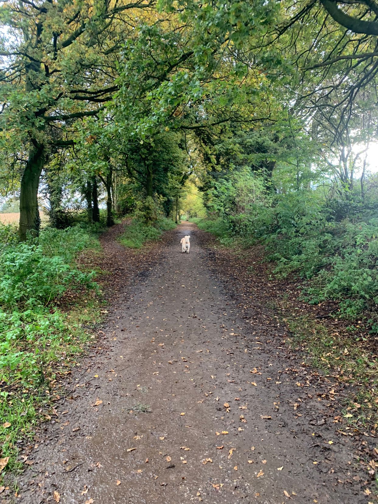 Whitegate Way