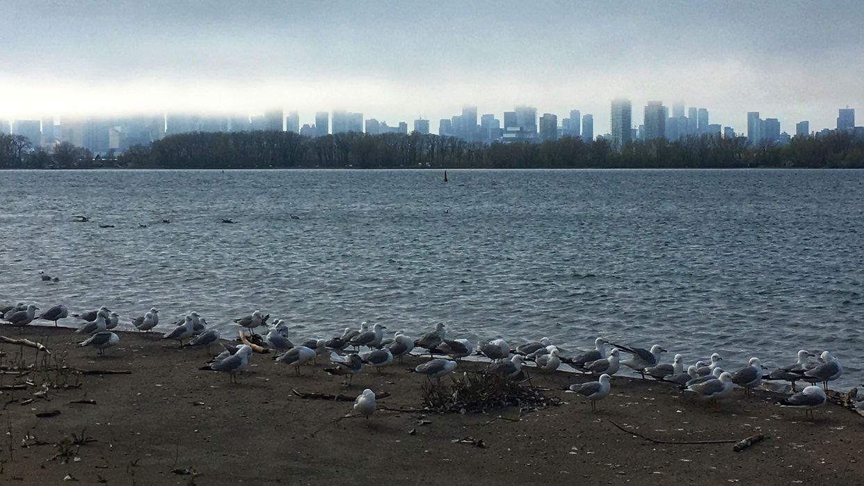 Seagull Beach and City View