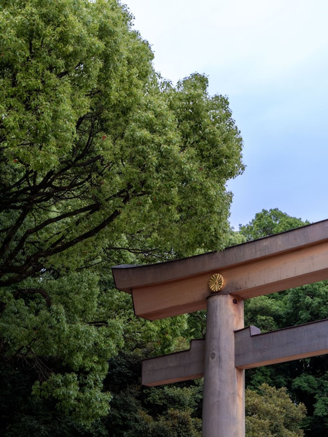 Meiji Jingu Shrine and Toriis