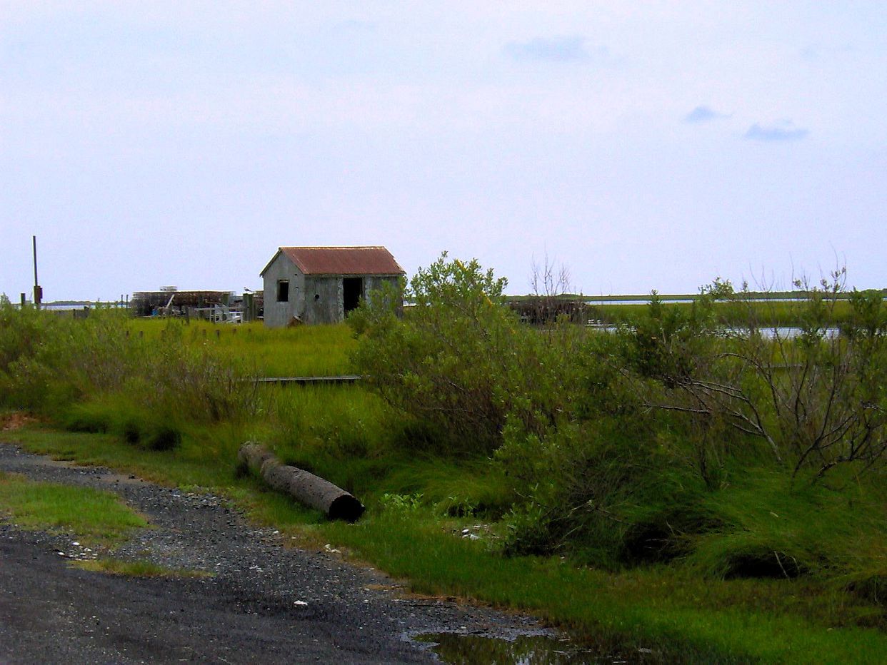 Crab Shanty