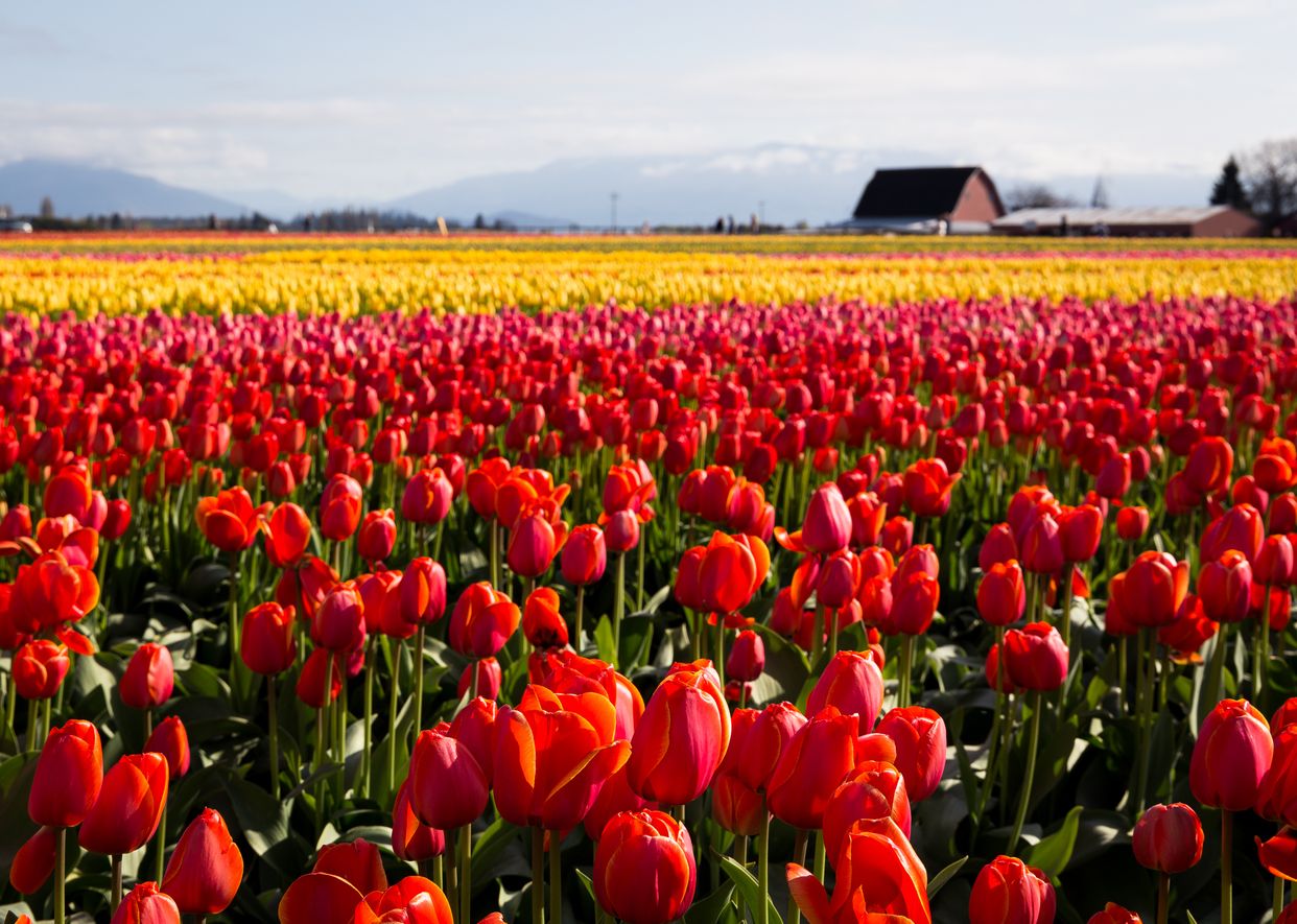Tulip Town