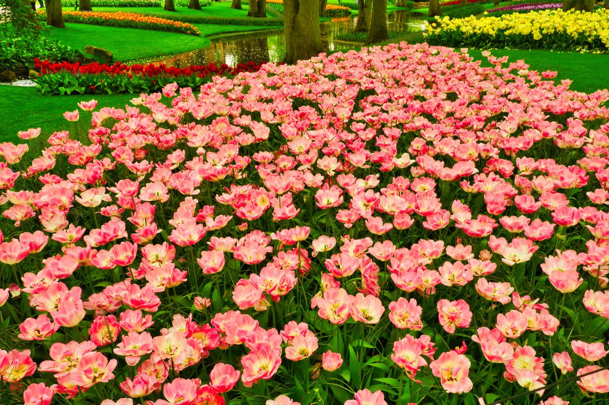 Keukenhof