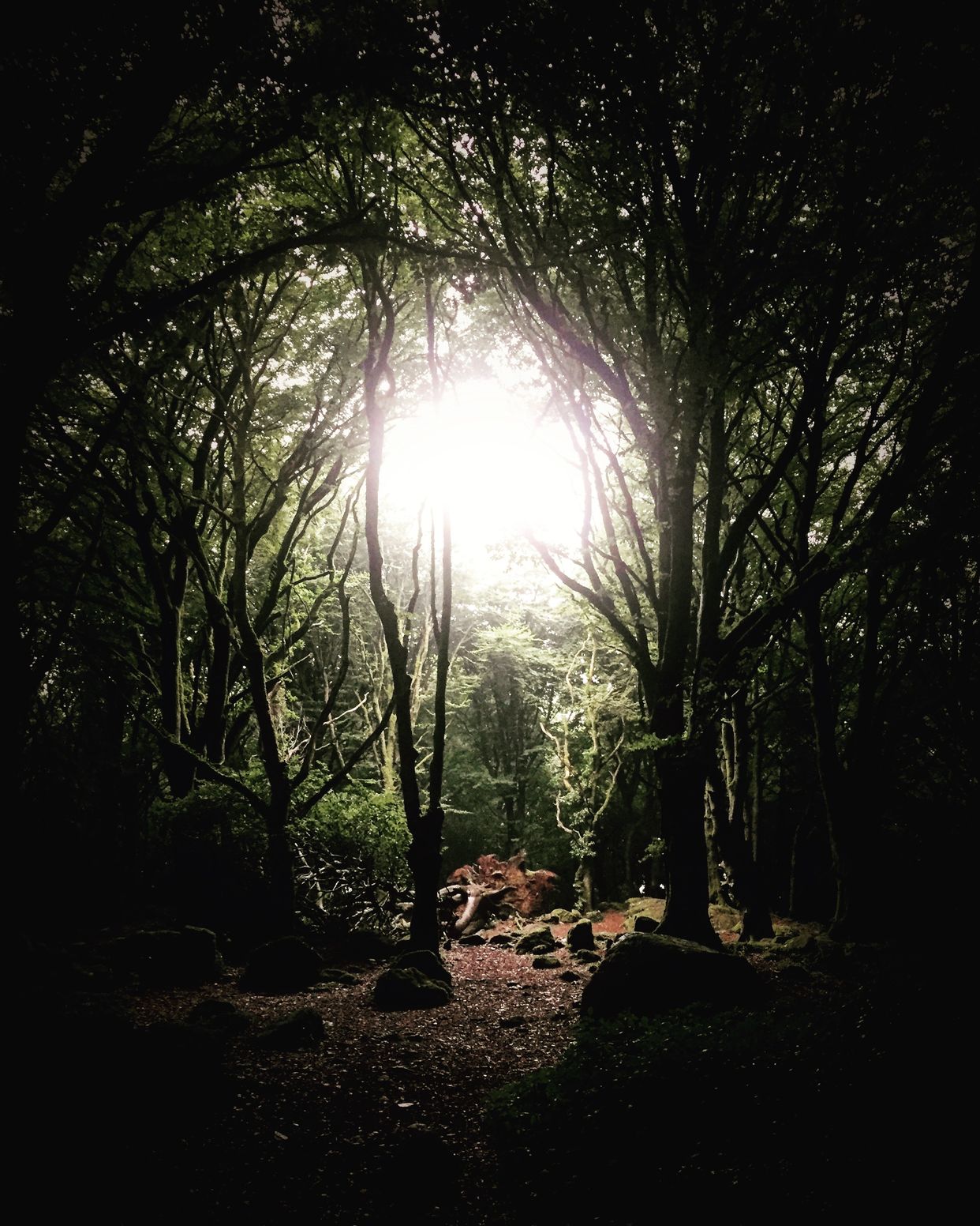 Barna Woods