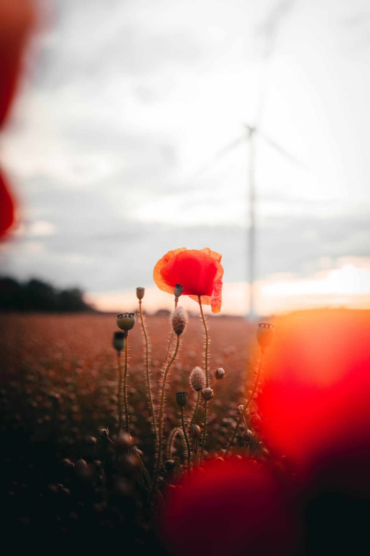 Wind Farm