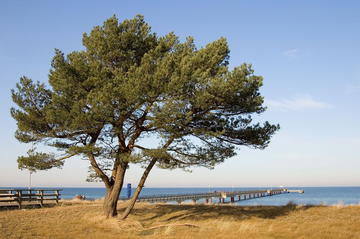 Prerow Waterfront Lone Tree