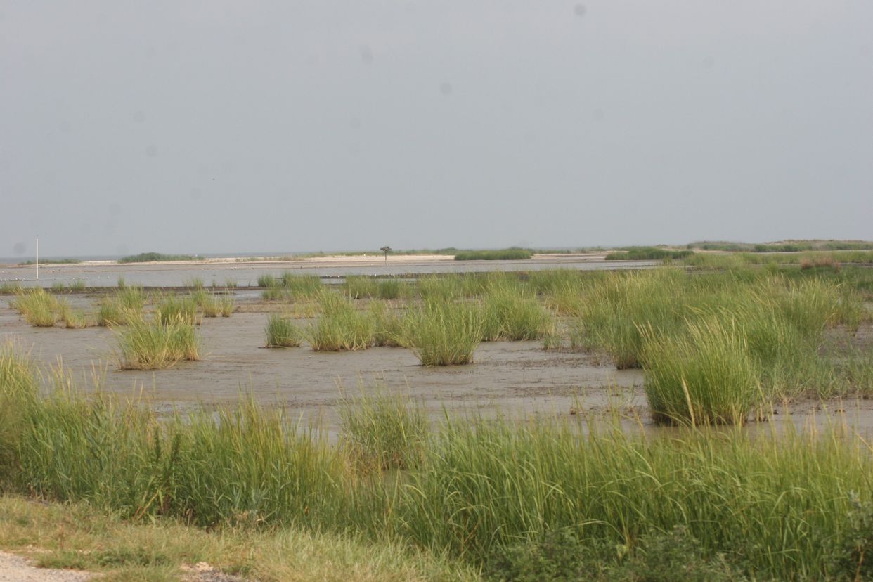 Prime Hook Marshes