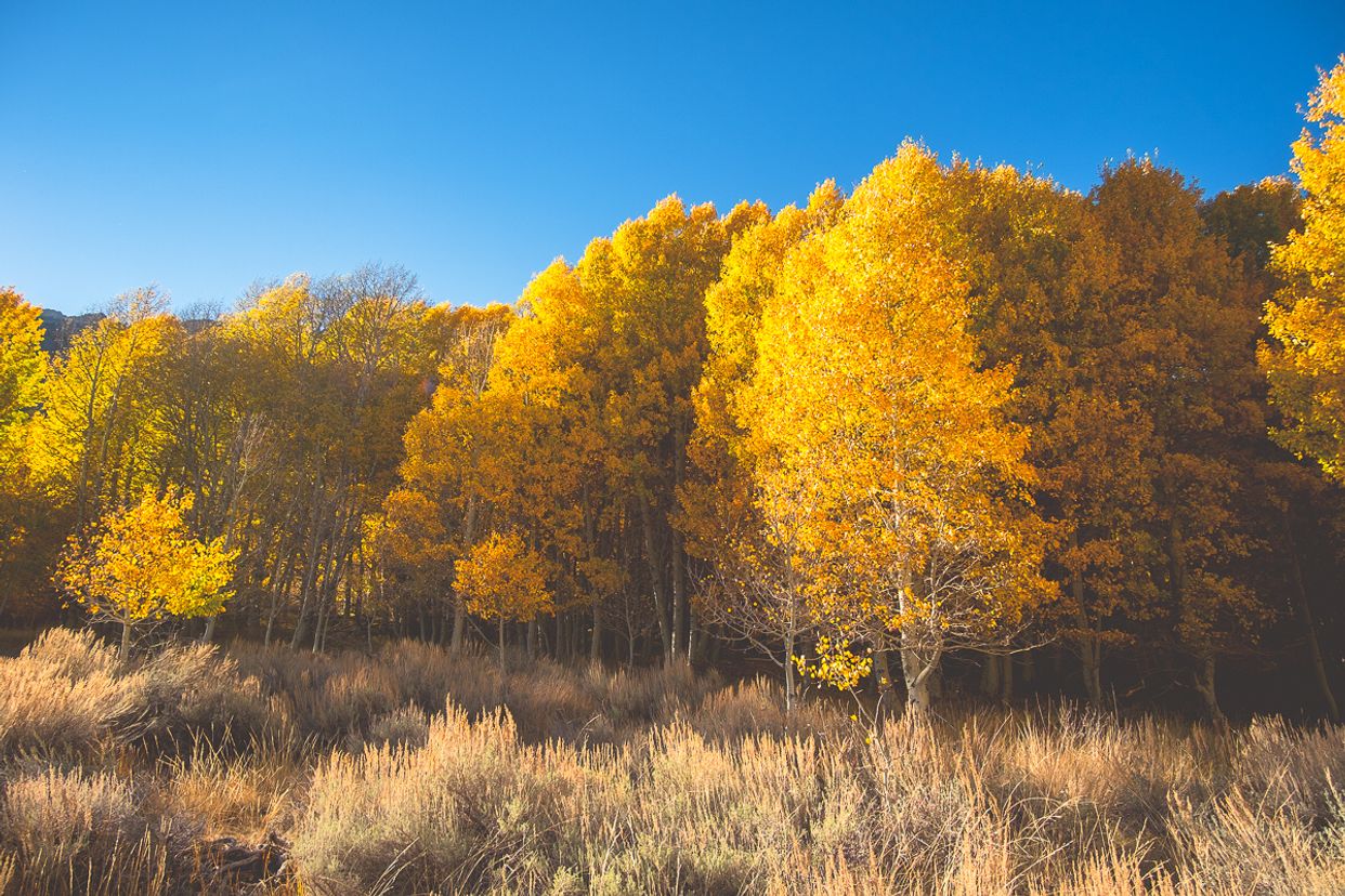 Aspen Grove