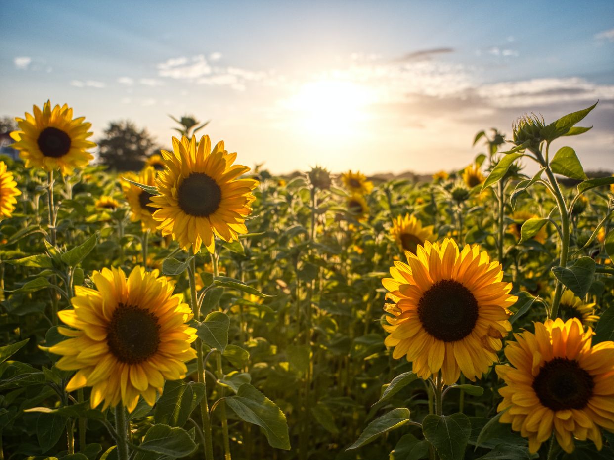 Hana Field by Tanaka Farms
